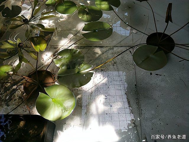 米奇魚會咬孔雀魚嗎，《米奇魚會咬孔雀魚嗎》 米奇魚會咬孔雀魚嗎，《米奇魚會咬孔雀魚嗎》 龍魚百科 第6張