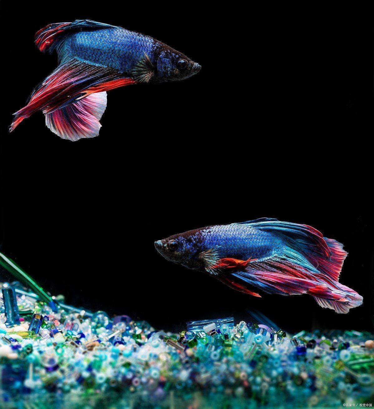 米奇魚會咬孔雀魚嗎，《米奇魚會咬孔雀魚嗎》 米奇魚會咬孔雀魚嗎，《米奇魚會咬孔雀魚嗎》 龍魚百科 第2張
