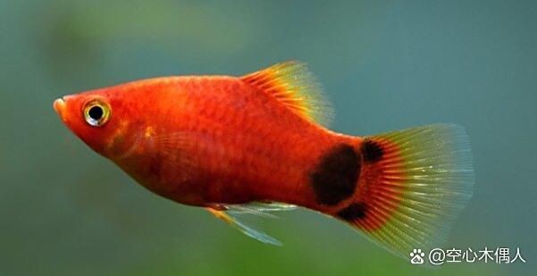 米奇魚會咬孔雀魚嗎，《米奇魚會咬孔雀魚嗎》 米奇魚會咬孔雀魚嗎，《米奇魚會咬孔雀魚嗎》 龍魚百科 第1張
