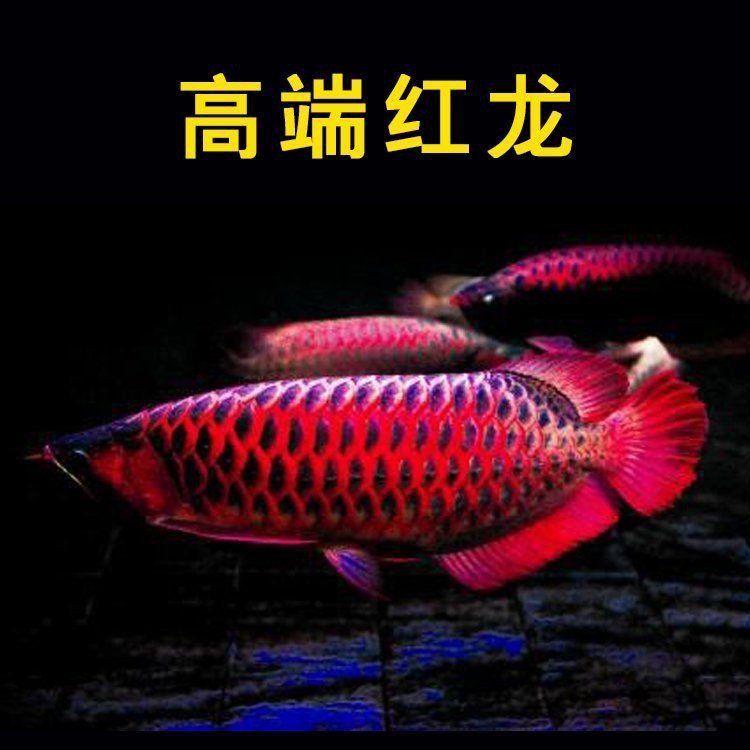 綠皮辣椒紅龍魚什么時候發(fā)色，綠皮辣椒紅龍魚發(fā)色過程詳解