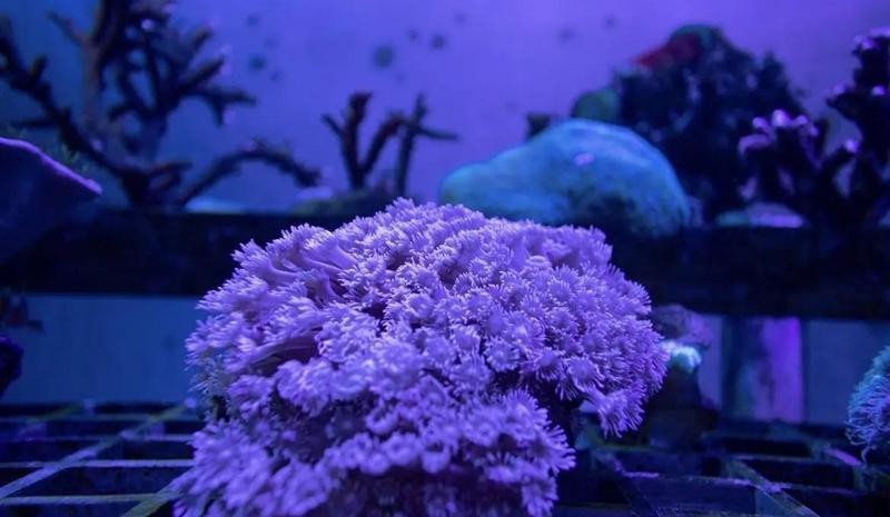 潿洲島水族店，我國首個以珊瑚礁為主題的科研與科普基地潿洲島水族店 潿洲島水族店，我國首個以珊瑚礁為主題的科研與科普基地潿洲島水族店 全國水族館企業名錄 第9張