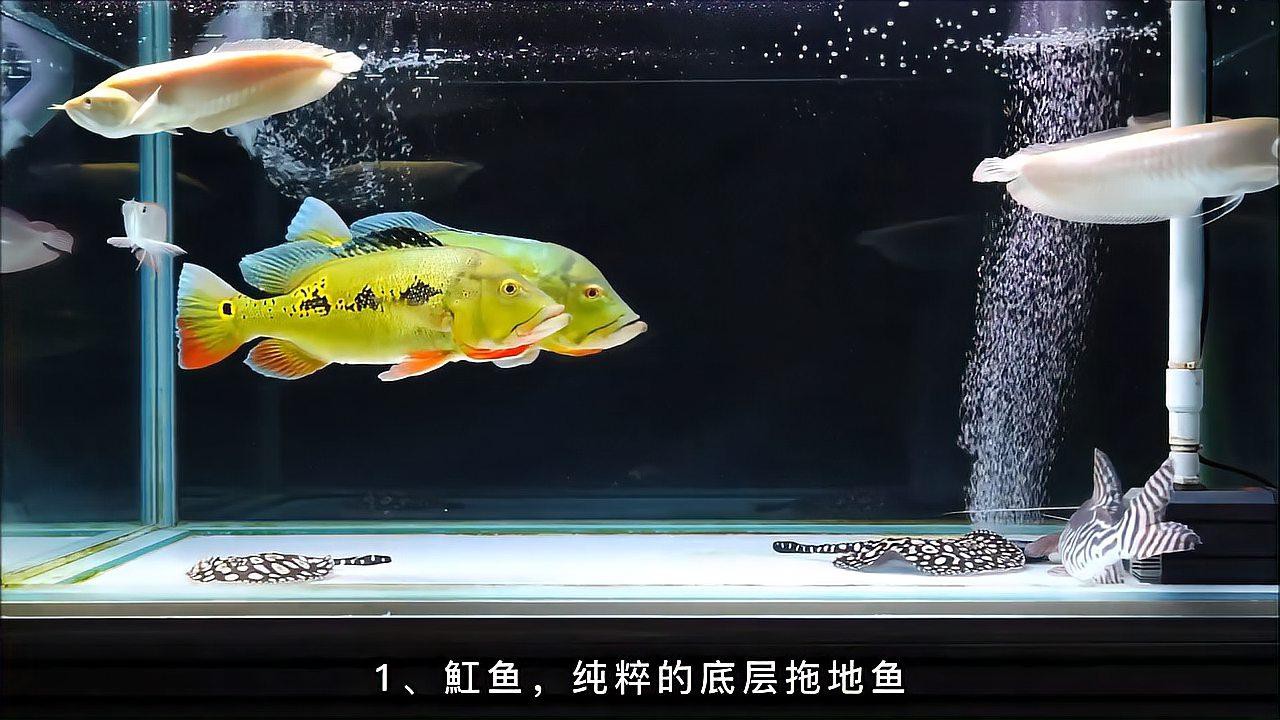 如何選擇銀龍魚的伴侶魚？，銀龍魚和鸚鵡魚混養會打架嗎？