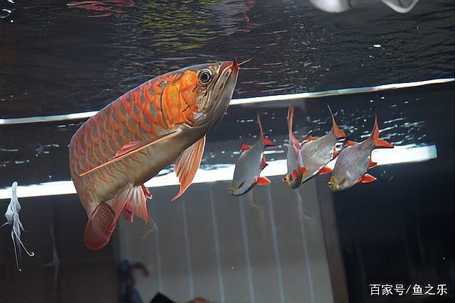 紅龍魚高清壁紙有哪些風格，紅龍魚高清壁紙風格多樣 紅龍魚高清壁紙有哪些風格，紅龍魚高清壁紙風格多樣 龍魚百科 第2張
