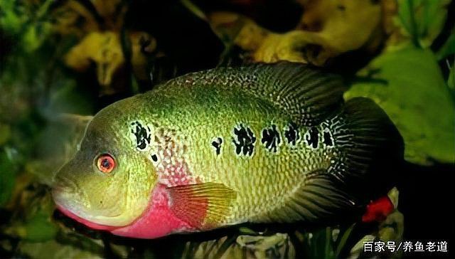 羅漢魚最怕三個(gè)東西，羅漢魚最怕三個(gè)東西寵庫(kù)，魚友們注意了