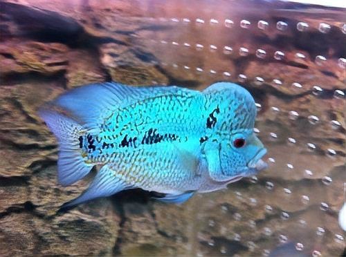 羅漢魚最怕三個東西，羅漢魚最怕三個東西寵庫，魚友們注意了