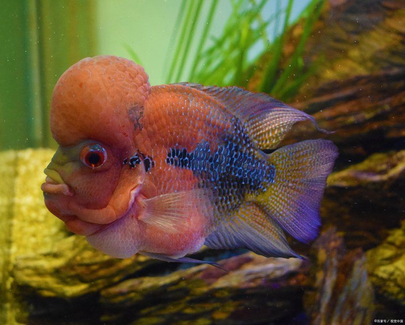 羅漢魚最怕三個東西，羅漢魚最怕三個東西寵庫，魚友們注意了
