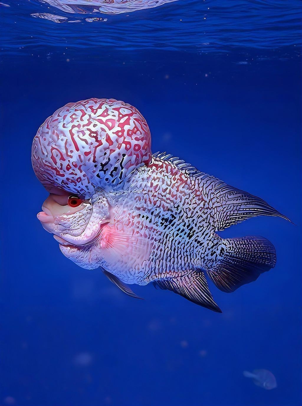 羅漢魚最怕三個東西，羅漢魚最怕三個東西寵庫，魚友們注意了