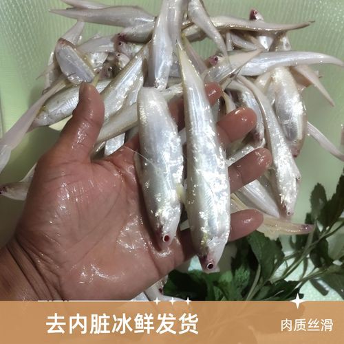刀魚和毛刀魚圖片，刀魚與毛刀魚的區別