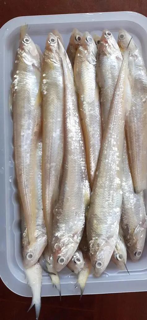 刀魚和毛刀魚圖片，刀魚與毛刀魚的區別