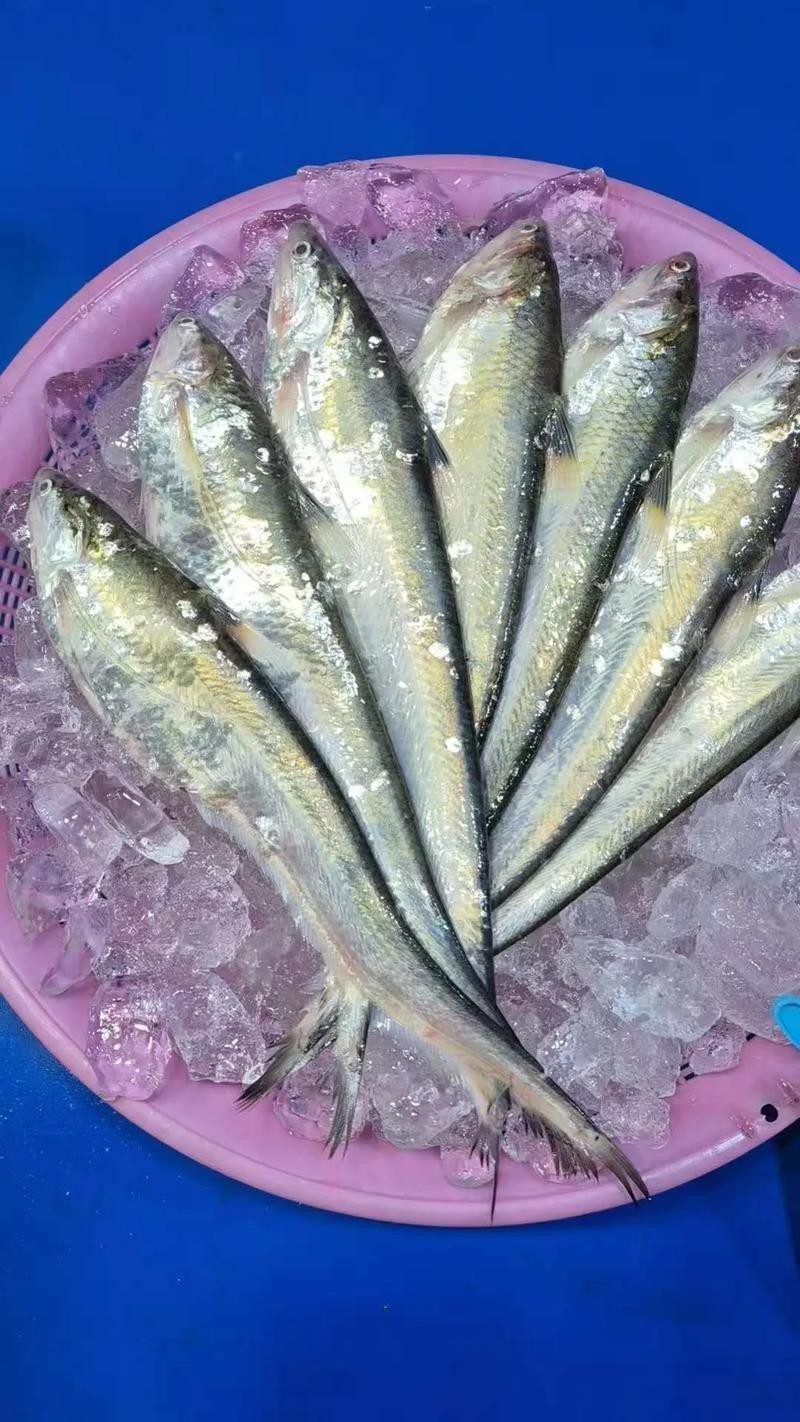 刀魚和毛刀魚圖片，刀魚與毛刀魚的區別