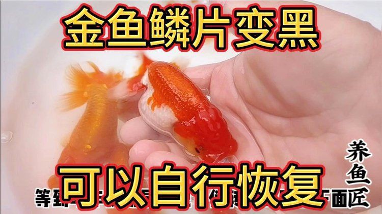 紅龍魚鱗片發黑會自愈嗎？，養魚小藝,龍魚不常見問題—鱗片發黑帝龍阿輝 紅龍魚鱗片發黑會自愈嗎？，養魚小藝,龍魚不常見問題—鱗片發黑帝龍阿輝 龍魚百科 第4張