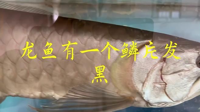 紅龍魚鱗片發黑會自愈嗎？，養魚小藝,龍魚不常見問題—鱗片發黑帝龍阿輝 紅龍魚鱗片發黑會自愈嗎？，養魚小藝,龍魚不常見問題—鱗片發黑帝龍阿輝 龍魚百科 第3張