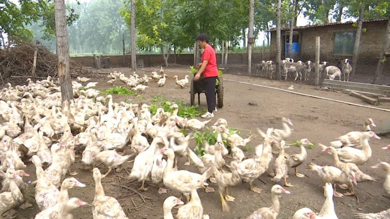 滑縣龍魚店，南信水族龍魚貿易的具體地址在哪里 滑縣龍魚店，南信水族龍魚貿易的具體地址在哪里 全國水族館企業名錄 第2張