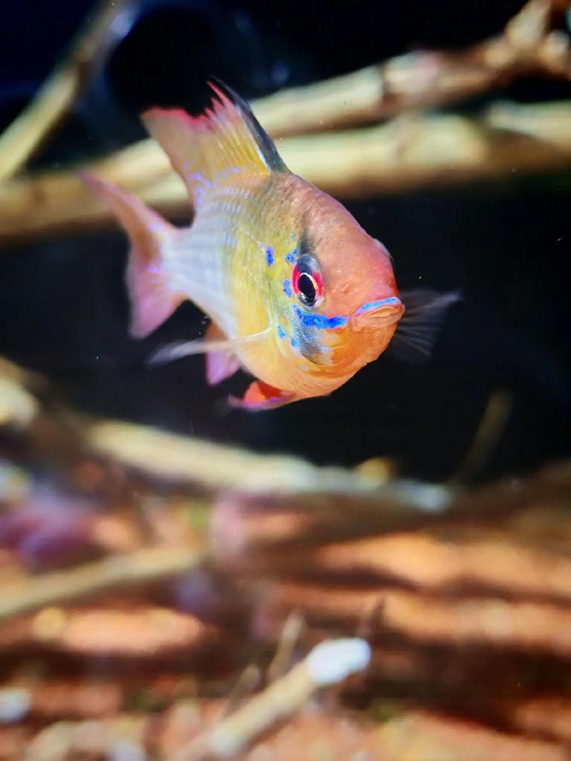 鳳魚圖片，鳳魚圖片1688