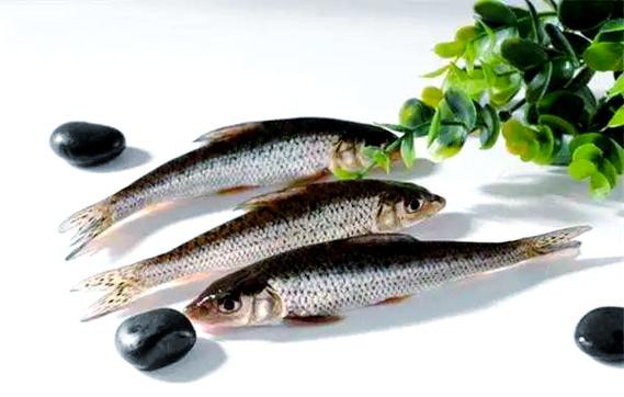 鳳魚圖片，鳳魚圖片1688