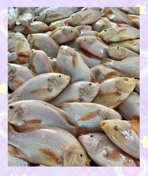 鳳魚圖片，鳳魚圖片1688