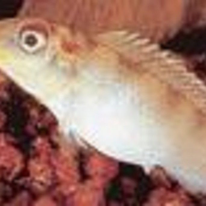 鳳魚圖片，鳳魚圖片1688