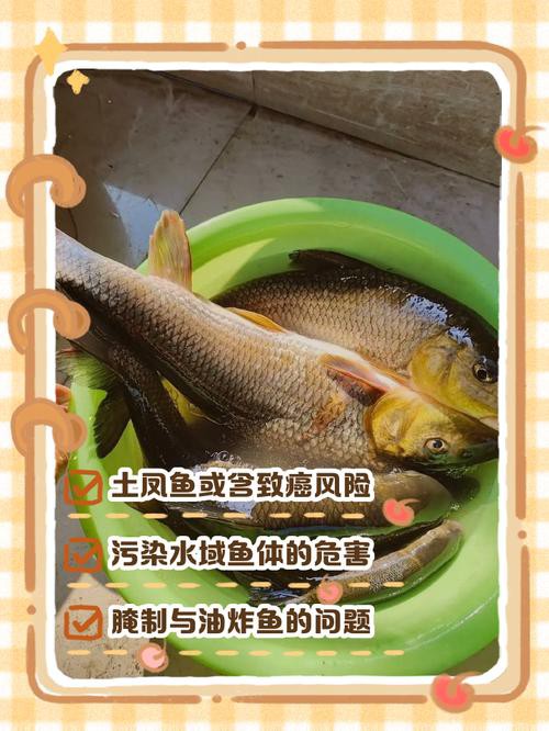 鳳魚圖片，鳳魚圖片1688