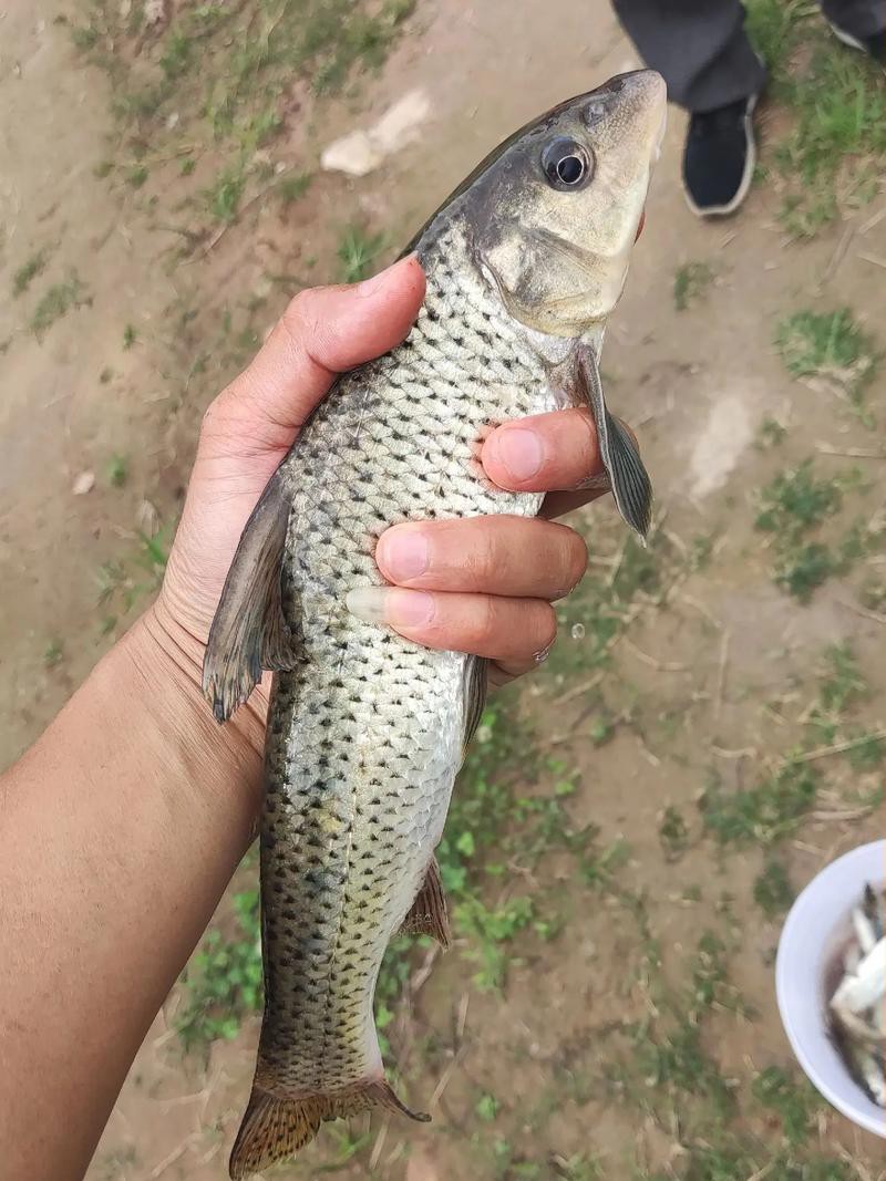 鳳魚圖片，鳳魚圖片1688