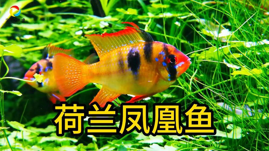 鳳魚圖片，鳳魚圖片1688