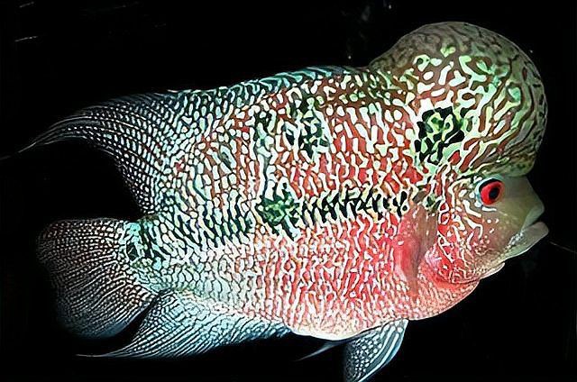 古典羅漢魚有幾個品種，古典羅漢魚品種全解析