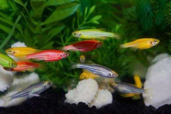 玫瑰鯽魚和金元寶魚的區別，玫瑰鯽魚與金元寶魚有什么區別