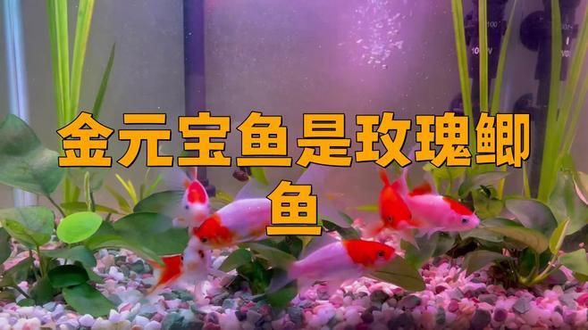 玫瑰鯽魚和金元寶魚的區別，玫瑰鯽魚與金元寶魚有什么區別