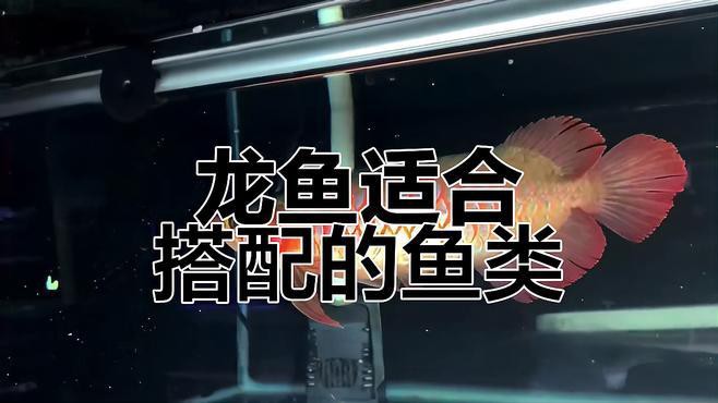 星點龍魚的最佳混養伙伴有哪些？，星點龍魚和銀龍魚混養需要注意什么星點龍魚混養需要注意什么