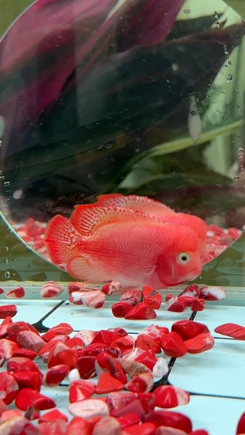 羅漢古典魚圖片，zili羅漢魚品種圖鑒!看看你家的羅漢魚是哪種