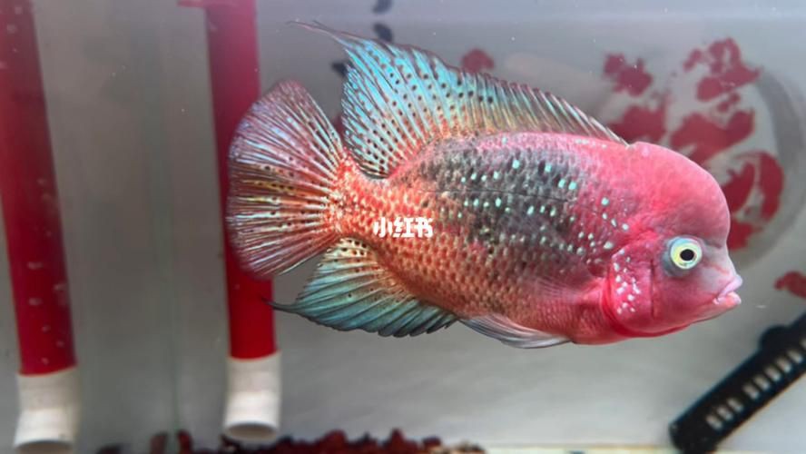 羅漢古典魚圖片，zili羅漢魚品種圖鑒!看看你家的羅漢魚是哪種