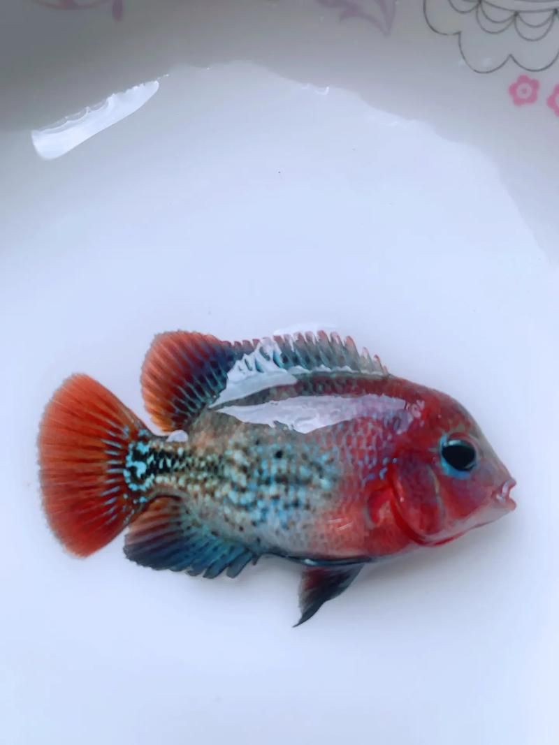 羅漢古典魚圖片，zili羅漢魚品種圖鑒!看看你家的羅漢魚是哪種