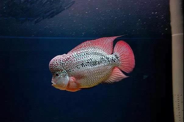 羅漢古典魚圖片，zili羅漢魚品種圖鑒!看看你家的羅漢魚是哪種