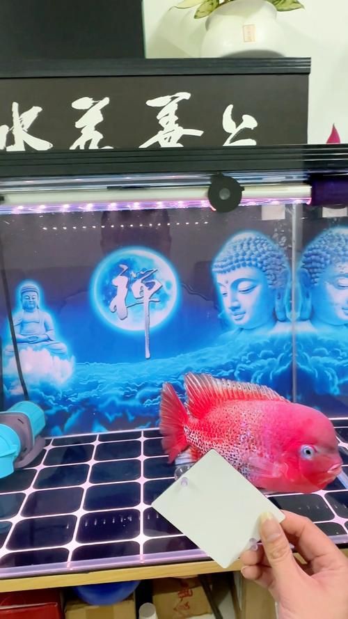 羅漢古典魚圖片，zili羅漢魚品種圖鑒!看看你家的羅漢魚是哪種