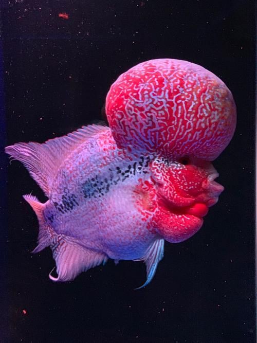 羅漢古典魚圖片，zili羅漢魚品種圖鑒!看看你家的羅漢魚是哪種