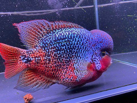 羅漢古典魚圖片，zili羅漢魚品種圖鑒!看看你家的羅漢魚是哪種