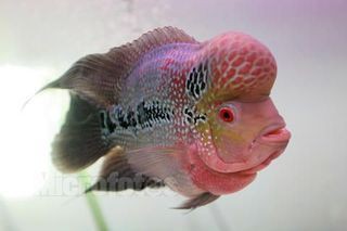 羅漢魚多少錢一條 價格表，珍珠羅漢魚市場價格介紹珍珠羅漢魚價格多少錢一條韻涵絲網