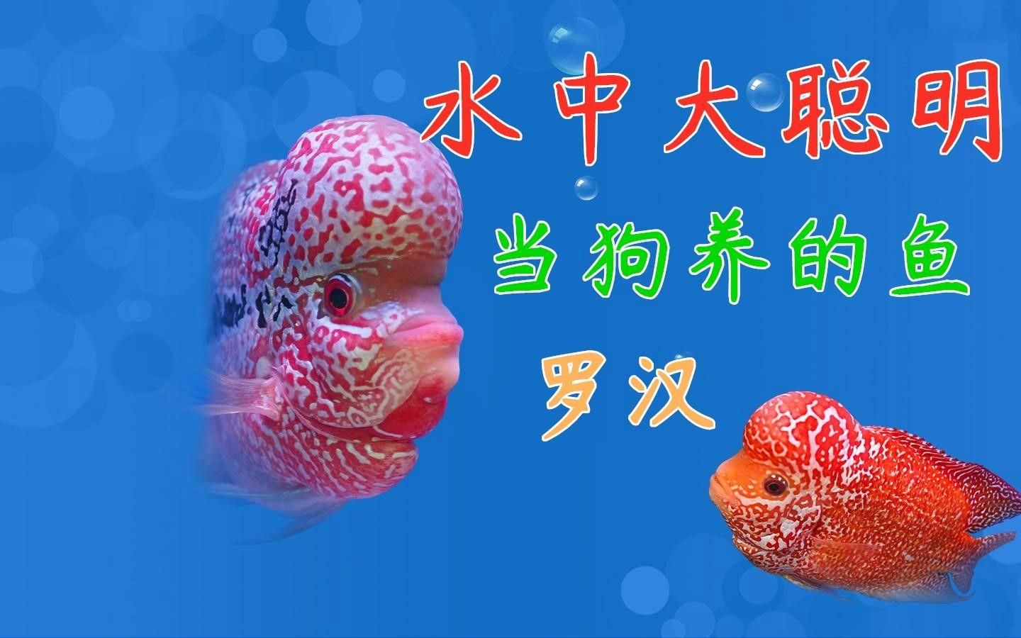 羅漢魚最好的品相，如何挑選羅漢魚？