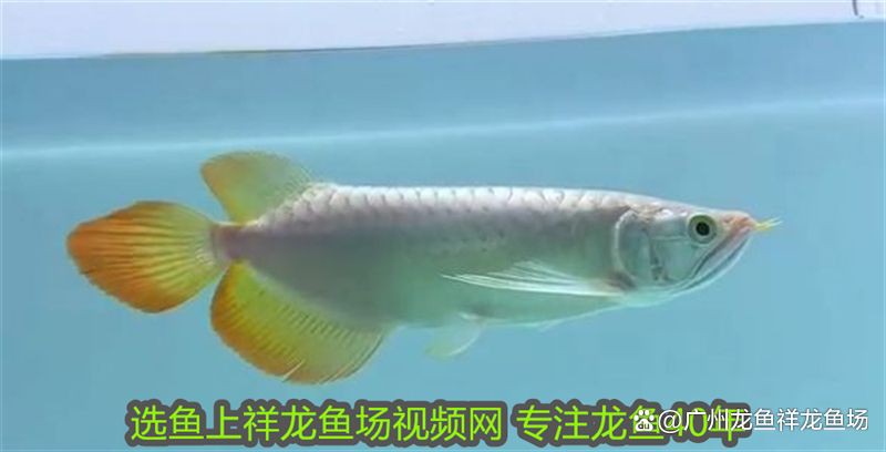 紅龍魚BTL與其他品牌區別，暉哥harm鐘鐘醬 紅龍魚BTL與其他品牌區別，暉哥harm鐘鐘醬 龍魚百科 第3張