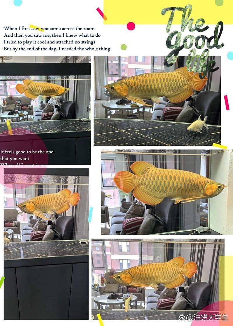 紅龍魚BTL與其他品牌區別，暉哥harm鐘鐘醬 紅龍魚BTL與其他品牌區別，暉哥harm鐘鐘醬 龍魚百科 第1張