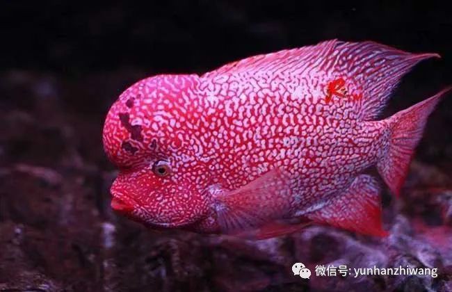 羅漢魚的小魚苗多少錢一條，羅漢魚價格史上最新最全羅漢魚價格齊家羅漢魚哪個品種最值錢
