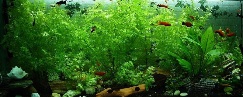 泰安水族店，泰安市水族店行業分布廣泛涵蓋觀賞魚銷售、設備零售及配套服務等領域