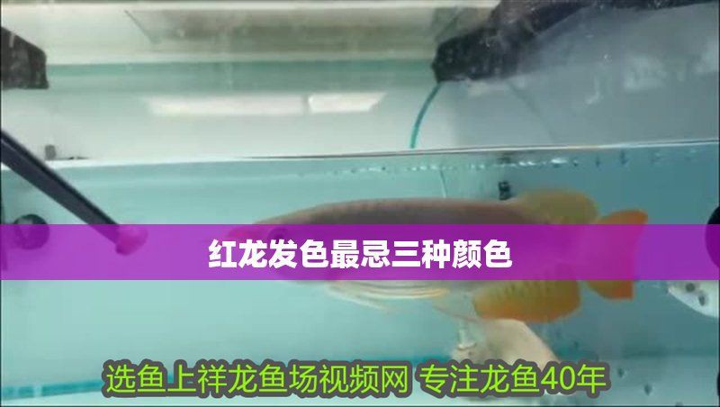 紅龍最忌諱的三個顏色和象征意義，屬龍人最忌諱的三個顏色及其象征意義揭秘2024年屬龍大忌顏色