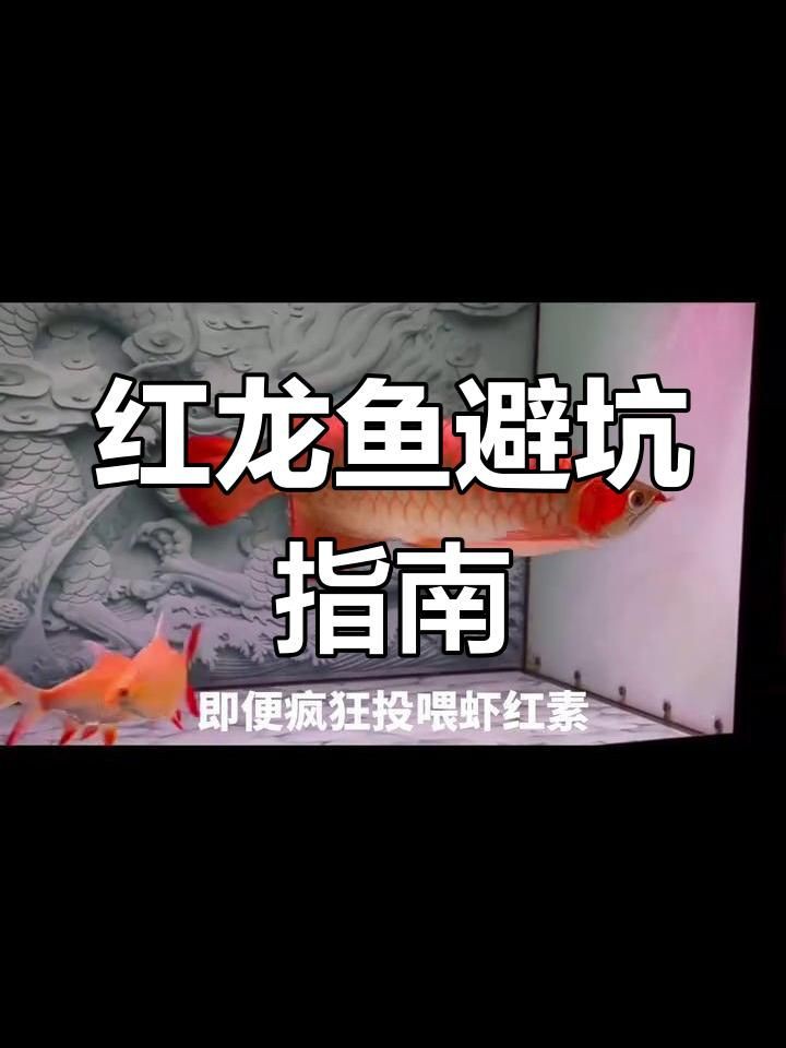 紅龍魚這個(gè)牌子怎么樣，十大紅龍魚品牌純依文錄紅龍魚價(jià)格差異大揭秘