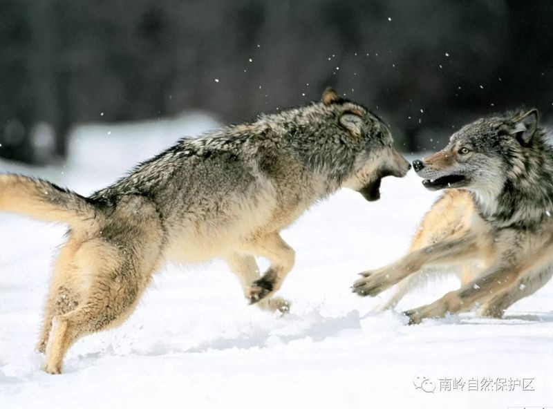 廣東山上有狼嗎，廣東山區狼的保護