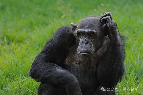 海象智商相當于幾歲，動物的智商相當于人類幾歲孩子的智商 海象智商相當于幾歲，動物的智商相當于人類幾歲孩子的智商 龍魚論壇 第12張