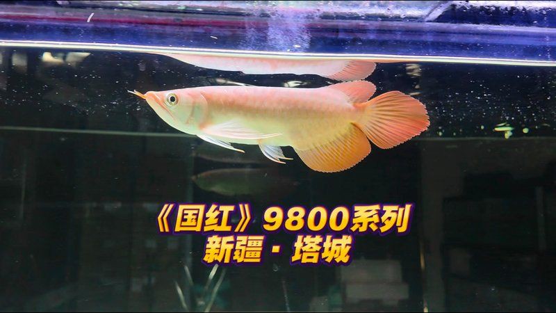 紅龍魚品牌排行，京東紅龍魚食品牌排行榜京東紅龍魚哪個品種最好看