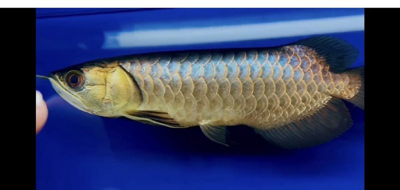 如何區分藍底和24K金底龍魚？，如何區分藍底和24k金底龍魚 如何區分藍底和24K金底龍魚？，如何區分藍底和24k金底龍魚 龍魚論壇 第2張