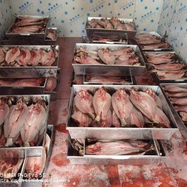 黔東南苗族侗族自治州水族批發(fā)市場，黔東南苗族侗族自治州市場監(jiān)管局2025年水產(chǎn)品流通 黔東南苗族侗族自治州水族批發(fā)市場，黔東南苗族侗族自治州市場監(jiān)管局2025年水產(chǎn)品流通 全國水族館企業(yè)名錄 第10張