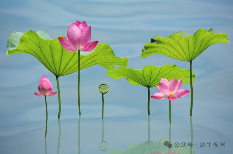佛教吃蝦的果報，佛教:因果不虛,這3件事最損福報,不要再做了! 佛教吃蝦的果報，佛教:因果不虛,這3件事最損福報,不要再做了! 龍魚論壇 第3張