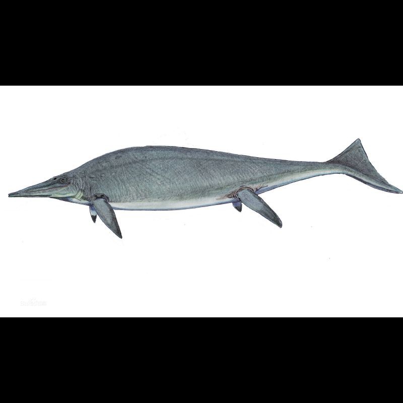 世界上最大的大魚龍，新西蘭大魚龍:有史以來最大的動物秒懂百科 世界上最大的大魚龍，新西蘭大魚龍:有史以來最大的動物秒懂百科 龍魚百科 第5張